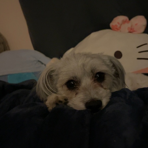 Meet your Posher, Yaretza - Picture 1 of 1